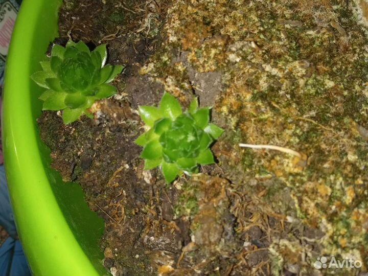 Каменная роза