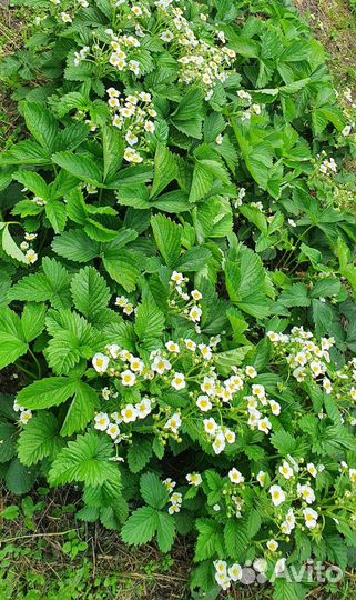 Клубника ремонтантная