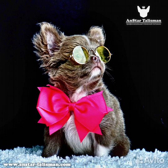 Питомник Чихуахуа