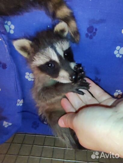 Енот. Щенки. Бронь. Запись. Консультации