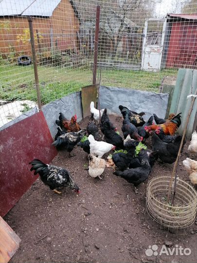 Молодые петухи