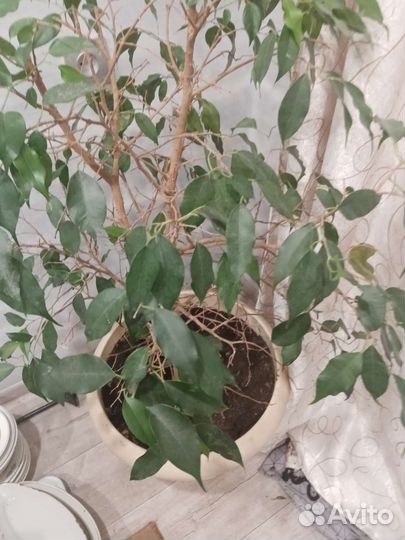 Фикус бенджамина