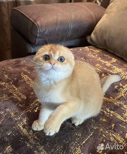 Передержка животных зооняня