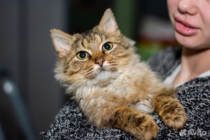 Котик ищет дом