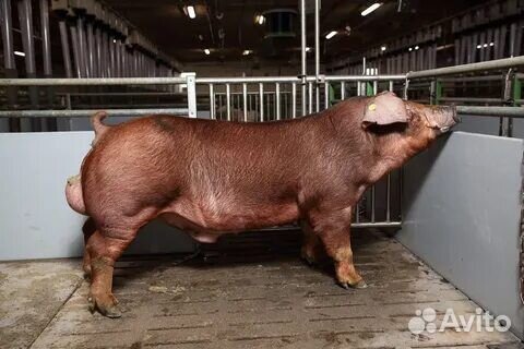 Семя хряка Пьетрен