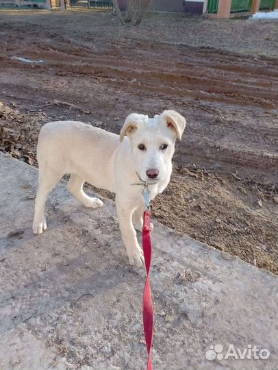 Собака в добрые руки