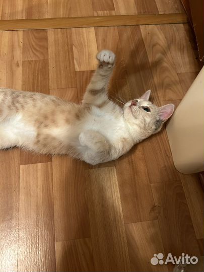 Кошка в дар