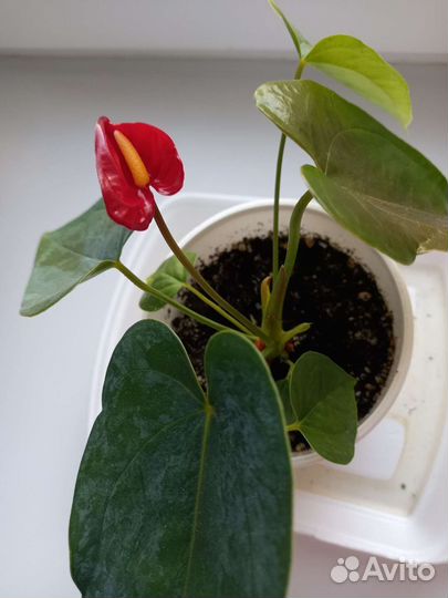 Антуриум красный