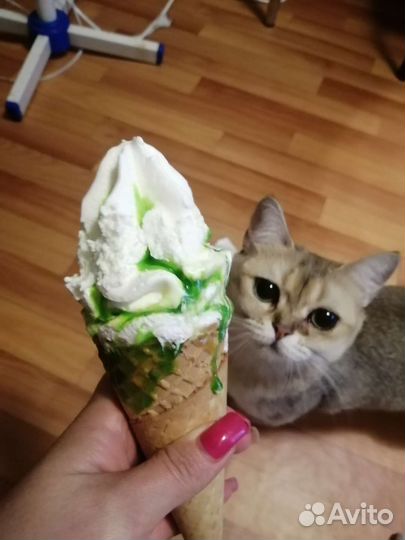 Передержка кошек