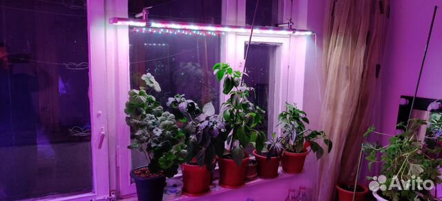 Фитосветильник для рассады на подоконник