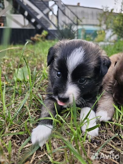 Мини щеночек