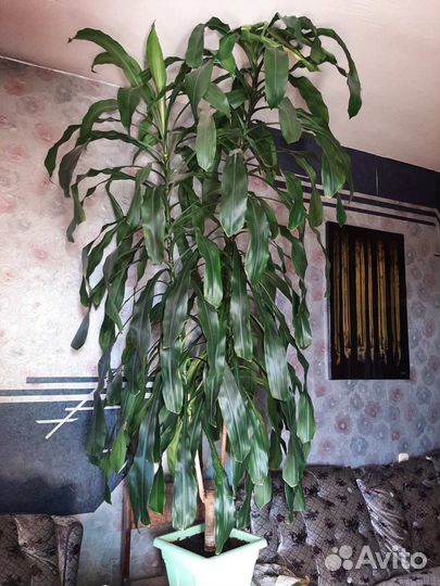 Огромная юкка