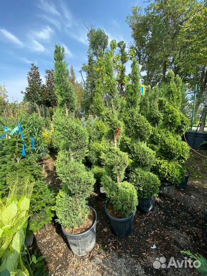 Кипарисовик leylandii