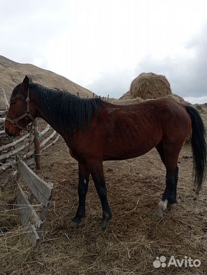 Карачаевский жеребец