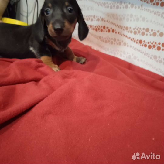 Щенки таксы