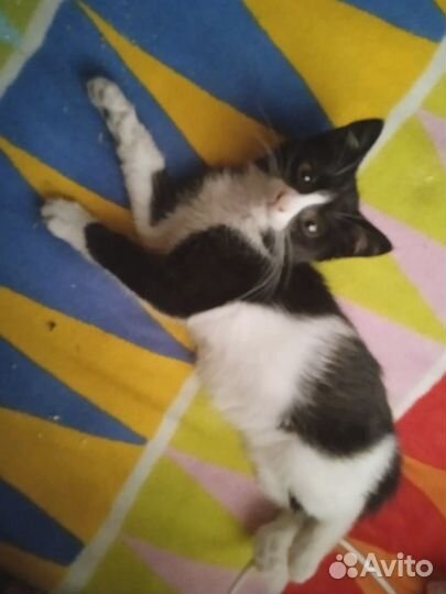 Котёнок бесплатно (мальчик)