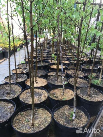 Берёза, дуб, клен, рябина, ива