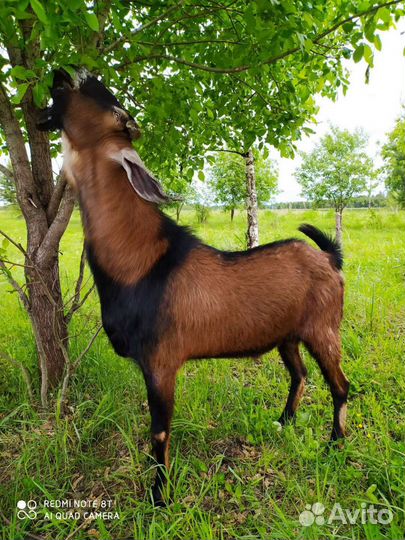 Нубийский козел