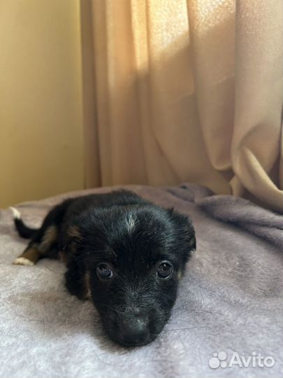 Щенок маленькой собачки