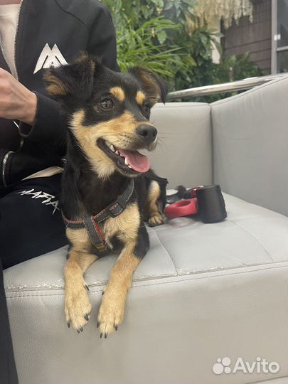 Той-терьер метис