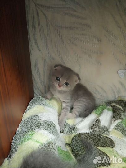 Шотландская вислоухая кошка