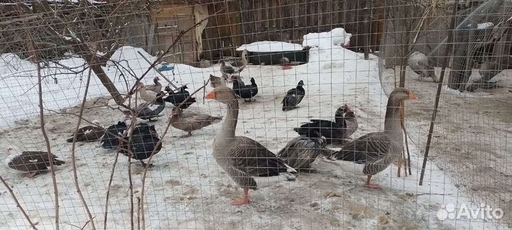 Птица, кролики