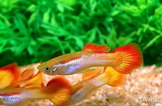 Гуппи, апистораммы, петушки, пецилии