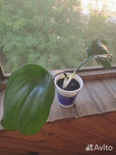 Эухарис амазонская лилия