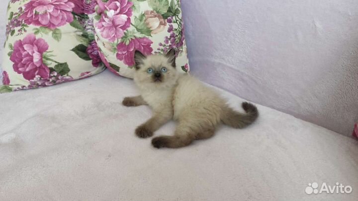 Котята