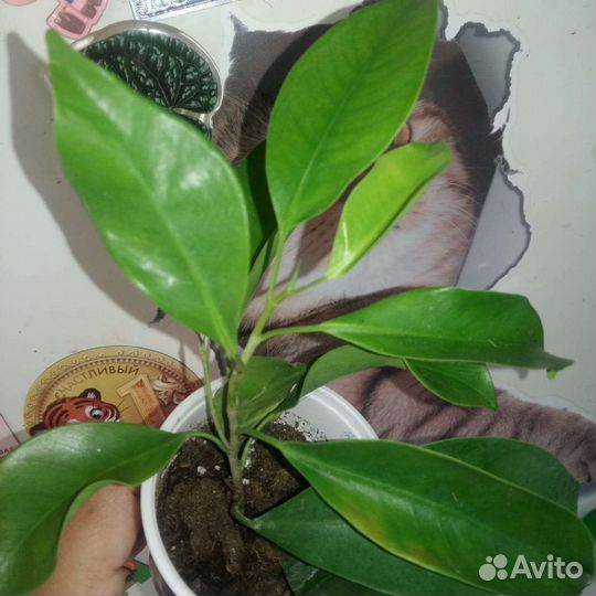 Фикус бенджамина 4 сорта