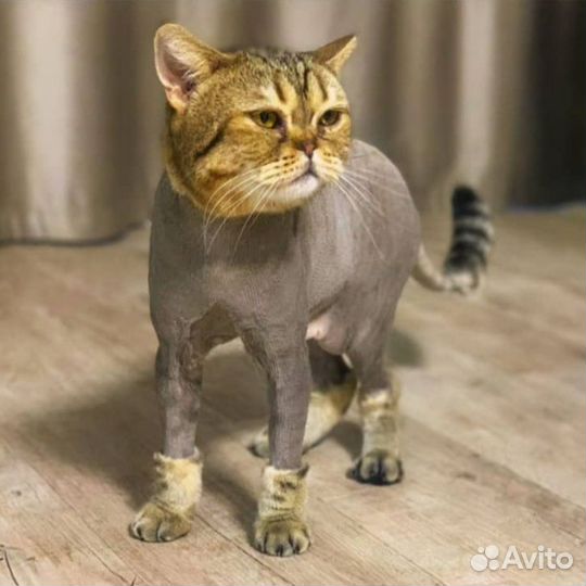 Стрижка кошек