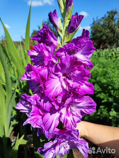 Гладиолусы срезка