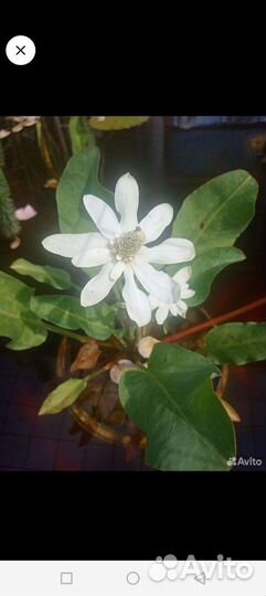 Растения для пруда