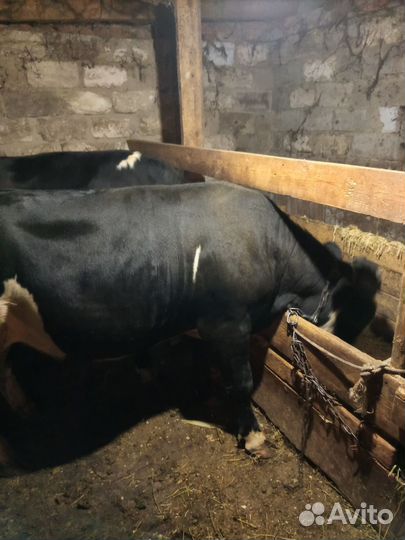 Быки на мясо