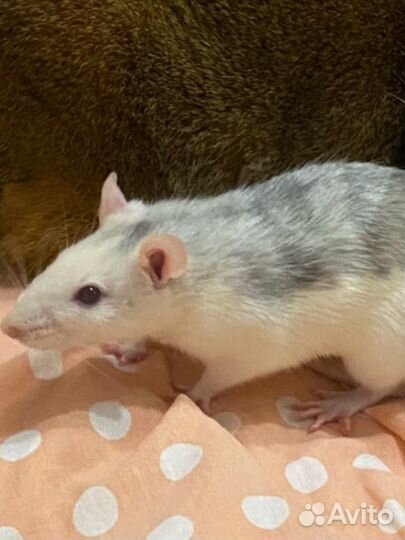 Крыса дамбо с клеткой