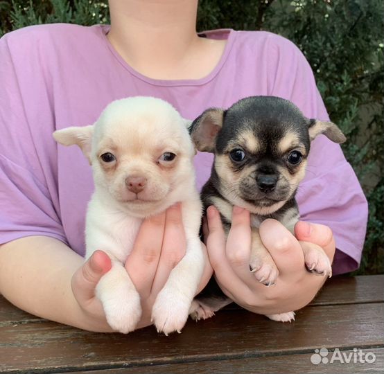 Девочки стандарт чихуахуа