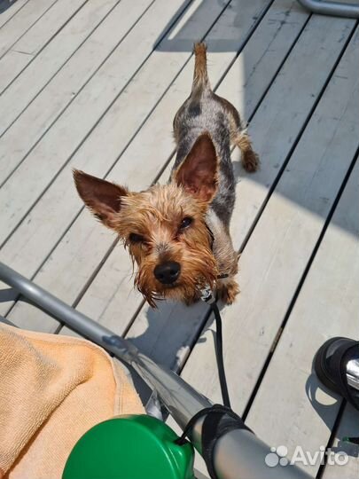 Йоркширский терьер