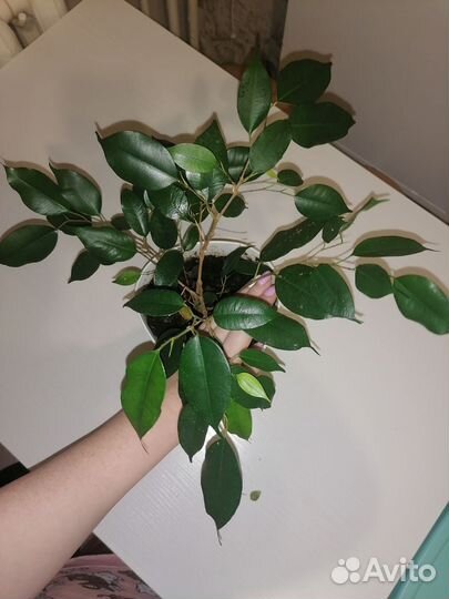 Фикус бенджамина