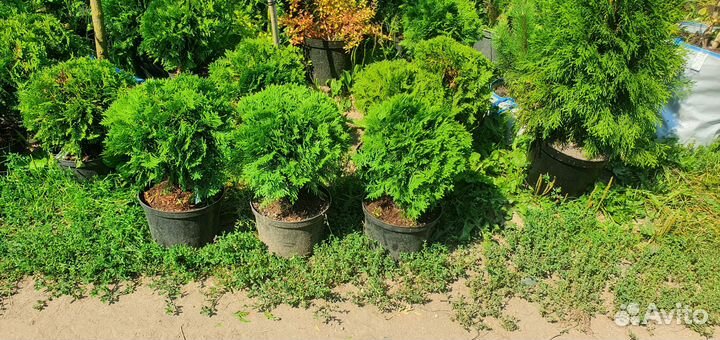 Туя шаровидная Даника