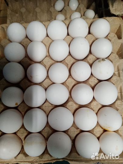 Яйцо куриное, загрязненка