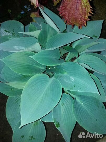 Бересклеты, хосты