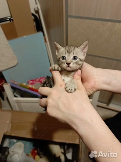 Кошка в дар бесплатно