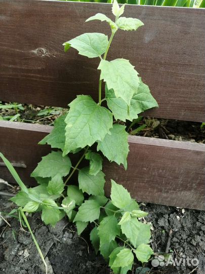 Жасмин махровый