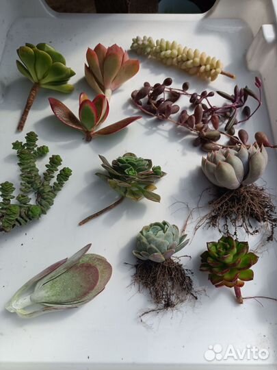 Набор суккулентов