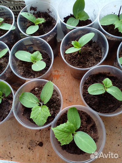 Рассада огурцов
