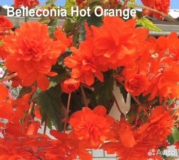 Бегония белекония, элатиор