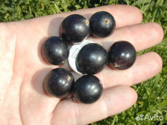 Смородина разная в зкс