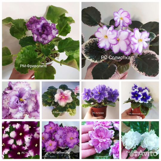 Разные сорта фиалок