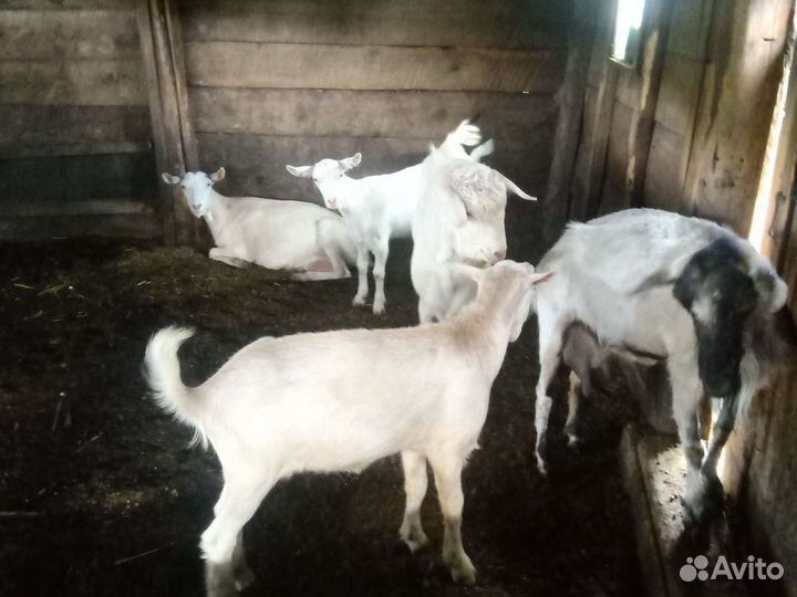 Зааненские козы