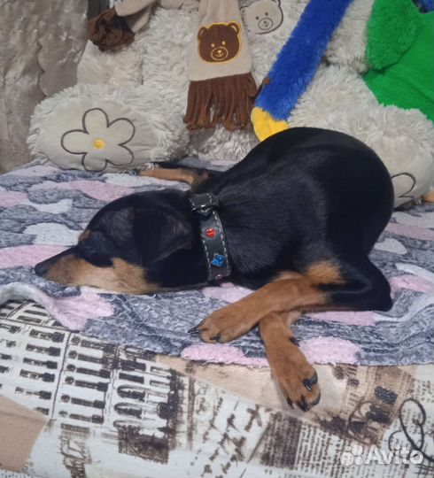 Ошейник из кожи для маленьких собак и кошек